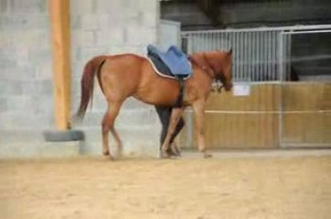 Peppermint-Dressage à pied (suite 4)