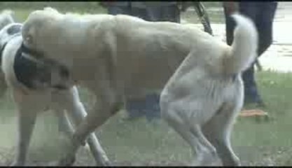 Первый бой Тохмеда: подготовка и результаты 🥊