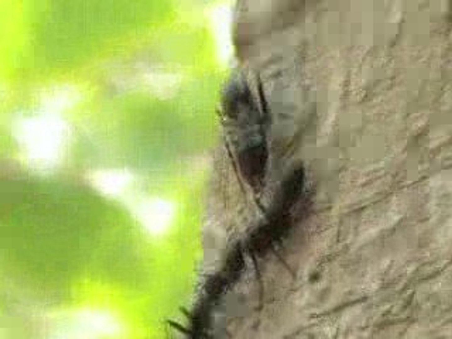 ⁣ant fight