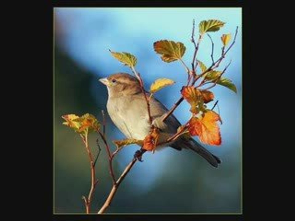 ErdaL Çelik-Gülendam