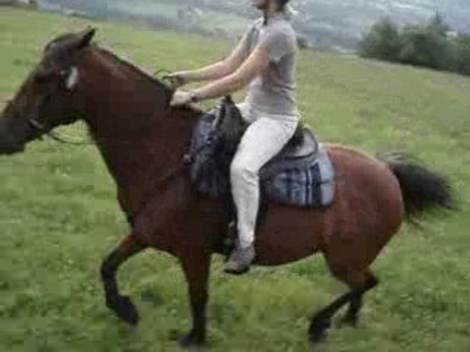 Galops dans le grand champs