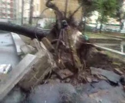 ,roma, pietralata,albero dopo tromba d'aria.