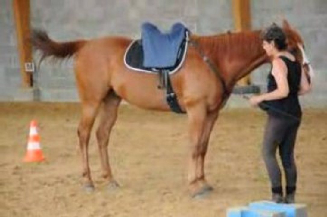 Peppermint-Débuts reculer autour de cônes(3)