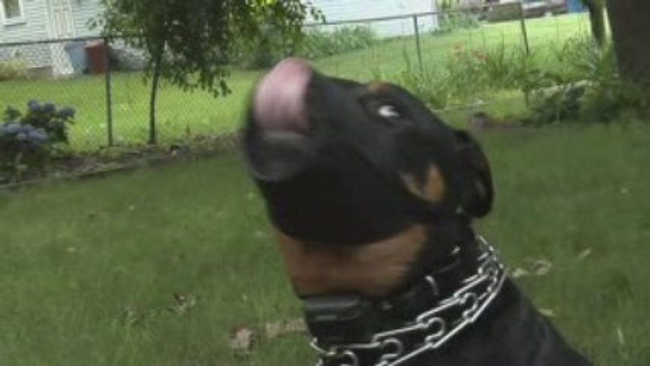 Chicago Dog Bite Attorney | Illinois Animal Bite Lawyer