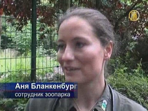 Тигрята в немецком зоопарке выходят в свет