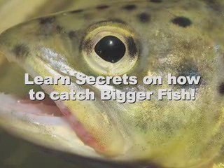 Does Your Night Fishing Secrets Still Work?