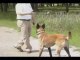Belgian Malinois for sale by Off-Leash K9 Tulsa Dog Training