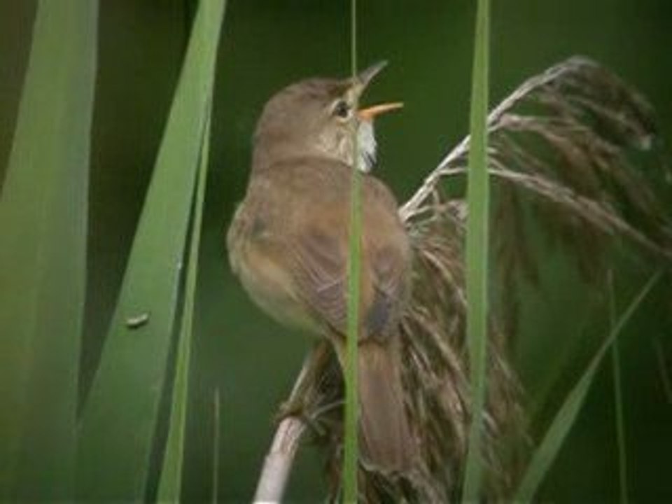 Rousserolle Verderolle Carouge 18-06-09