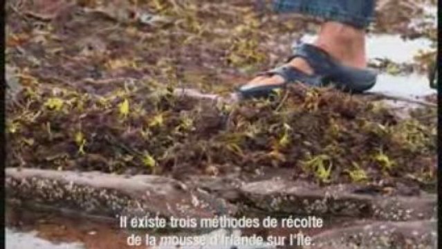 Le secret des algues - Île du Prince Édouard, Canada