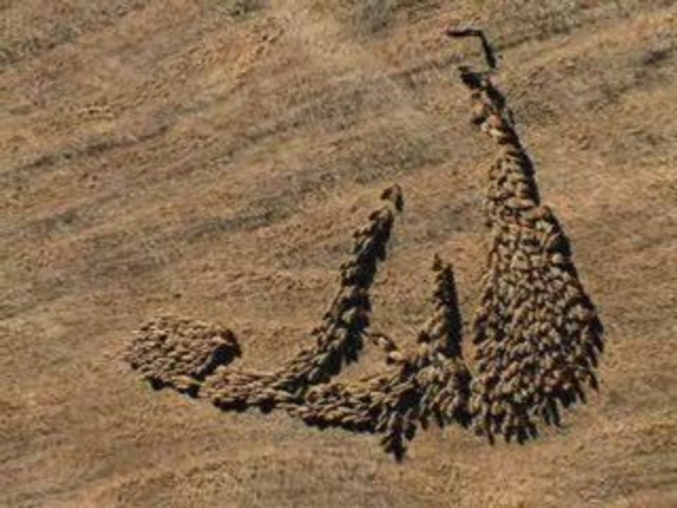 Miracle troupeau De Moutons