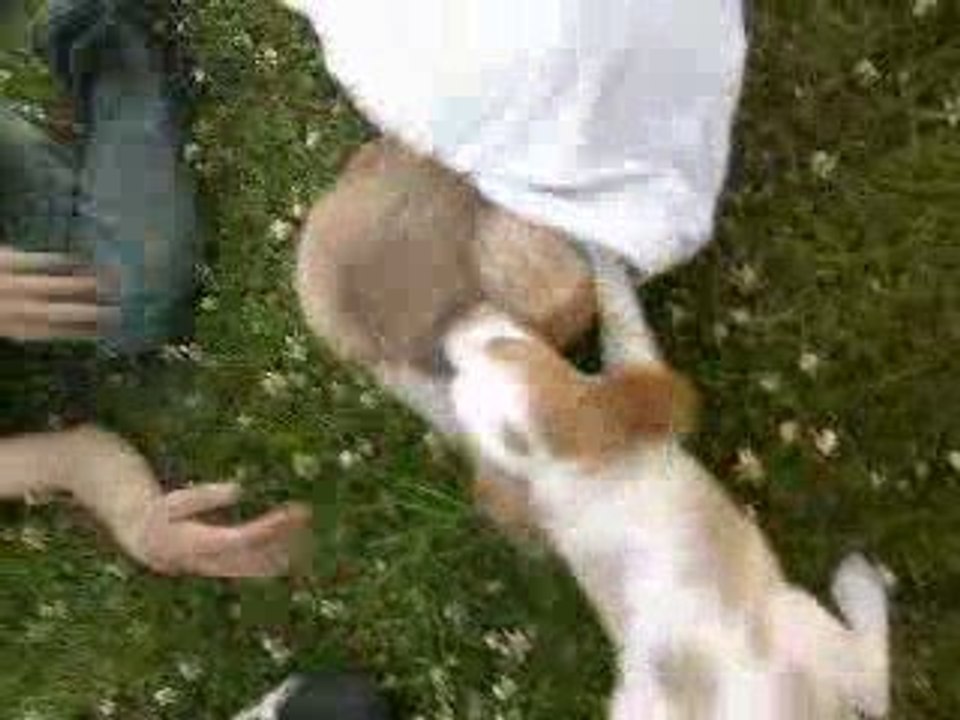 UN CHIEN TUEUR