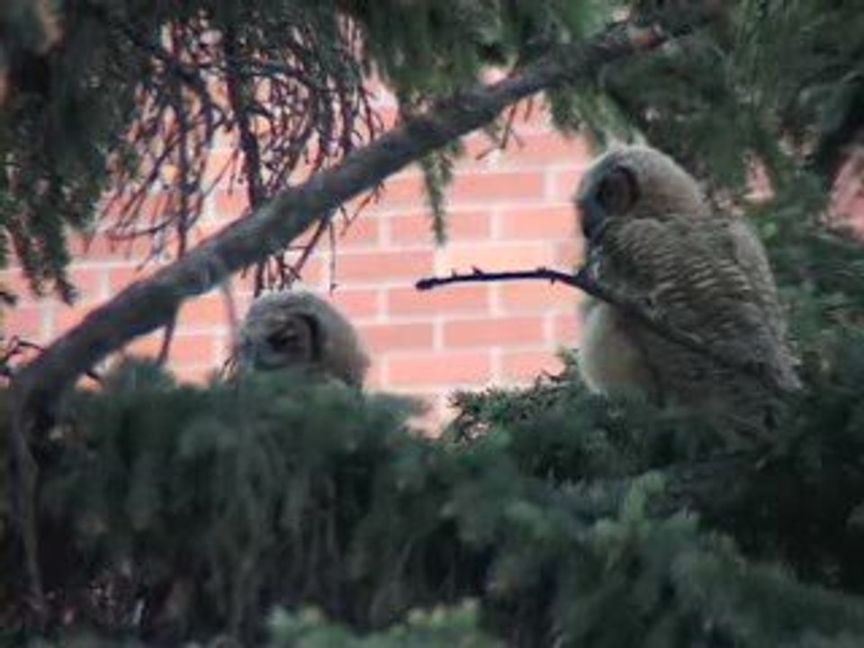 hiboux grand duc dans un campus au USA