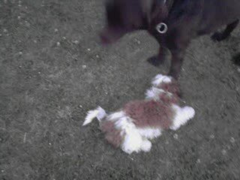 Enzo et Choco
