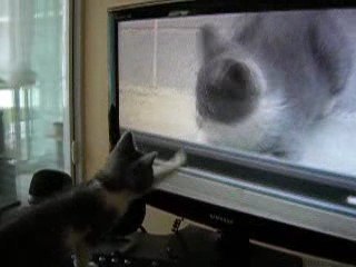 Neis passe à la télé