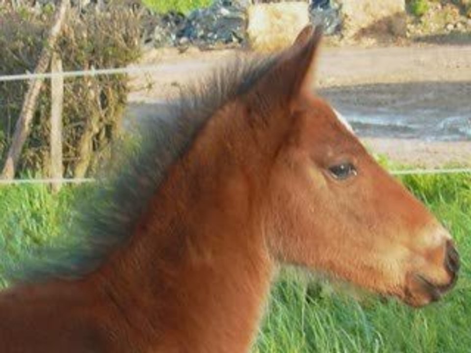 Hommage à mes chères anges.