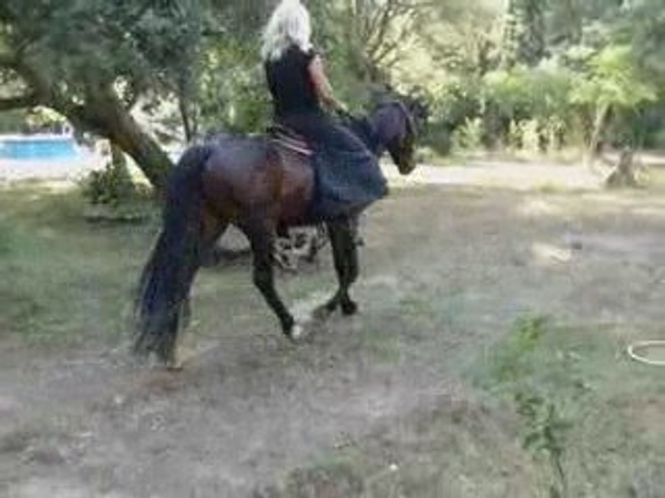 débourrage de la jument