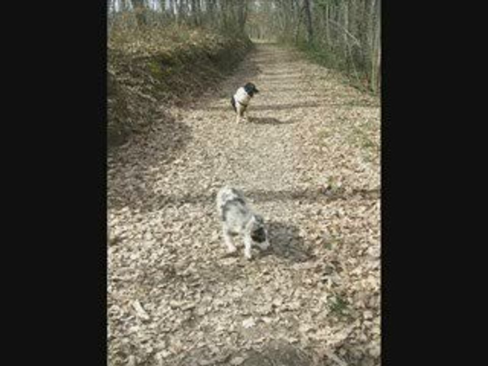 Falco mon border collie