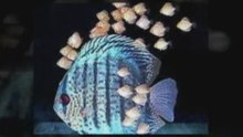 Cichlids