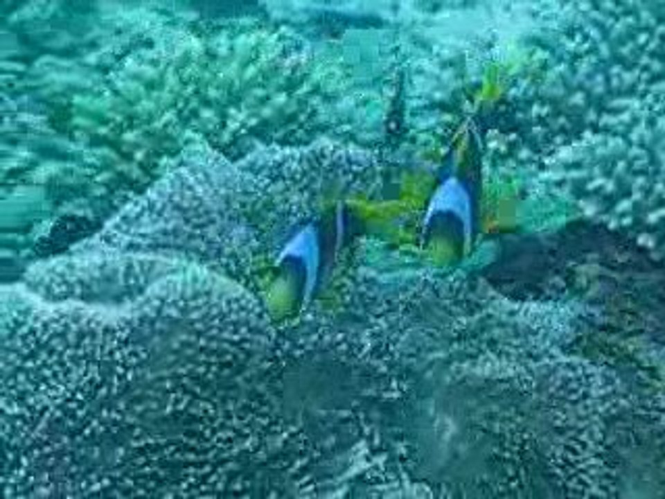 Poissons clown et anémone