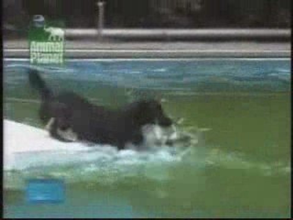 Le chien marin.