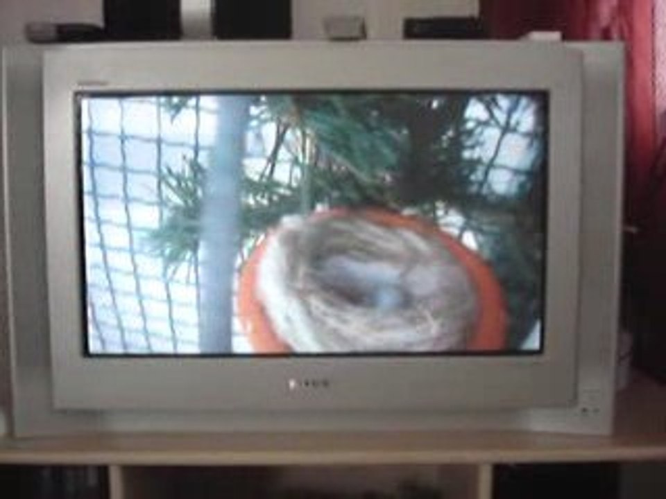 chardonneret lutino 2 jeunes  nés  reste 3 oeufs féçon