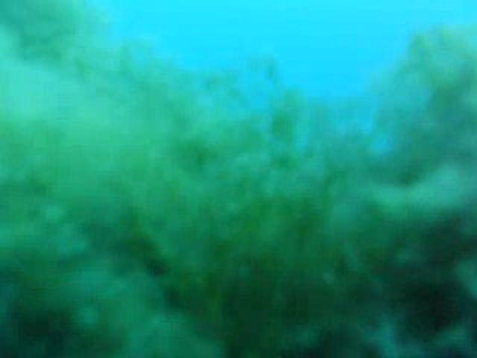 Tir d'un gros barra