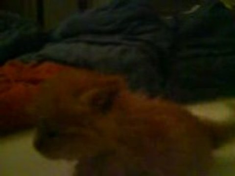 Bébé Ramsès joue à la baballe