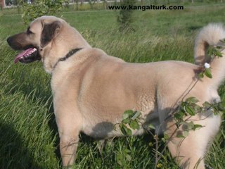 KANGAL TÜRK KANGALLARI