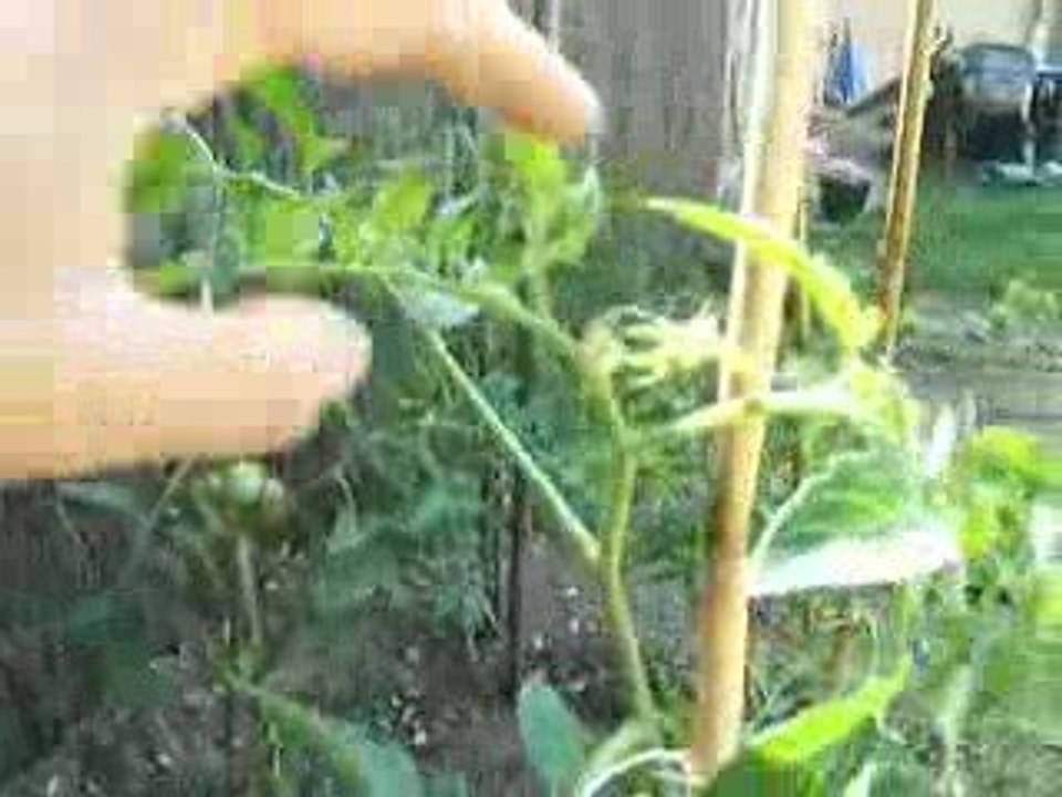 Noa et les Tomates