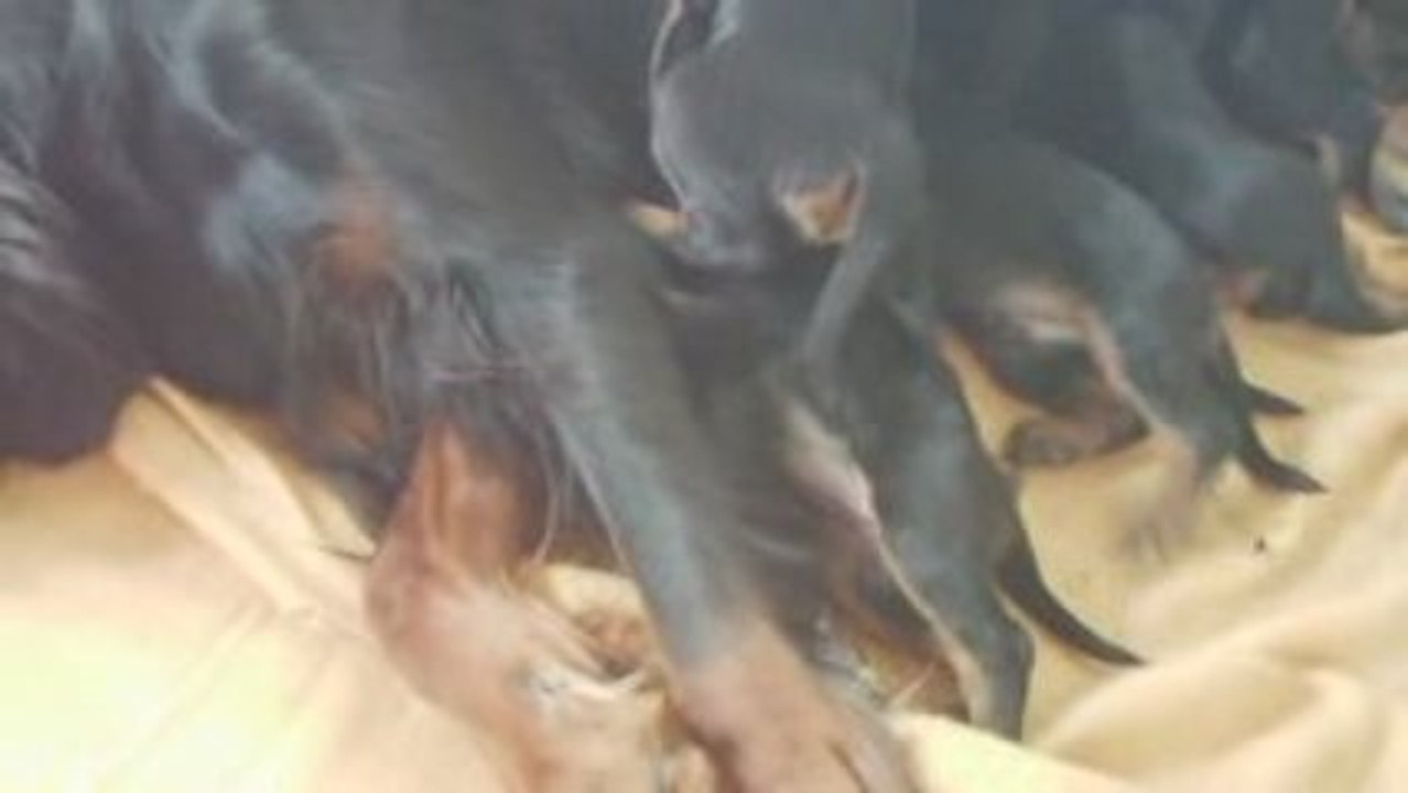 Vidéo 05 07 2009
