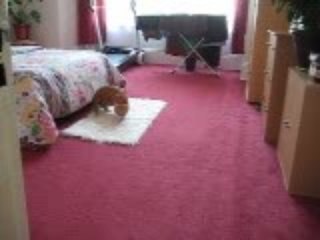 flying cat