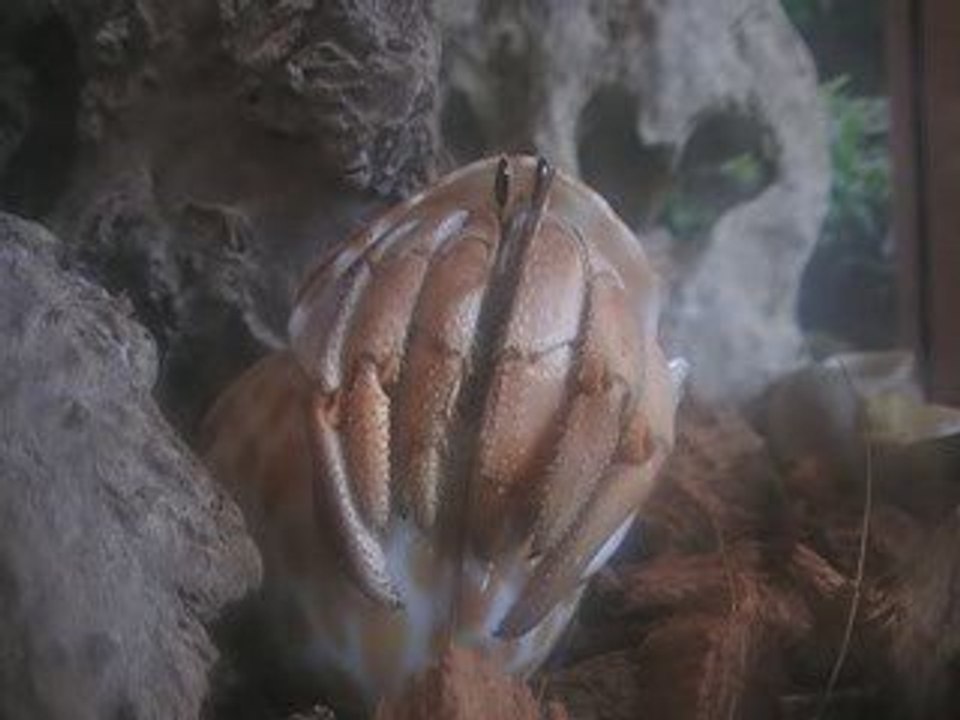 Téméraire le Bernard l'Hermite Terrestre