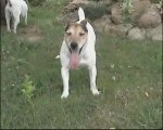 jack russel a tete de pitbull