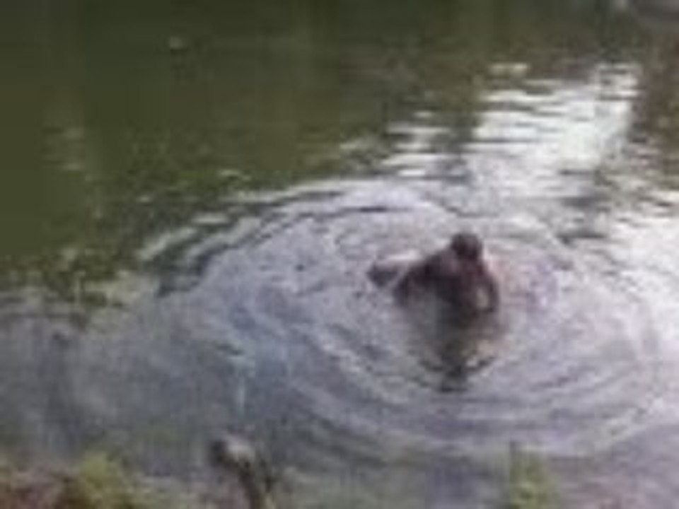 Baignade dans la vase 2