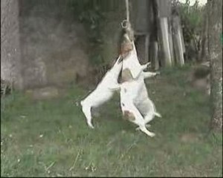 jack russel test de mordant