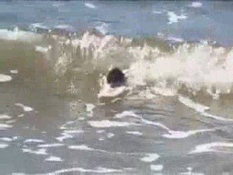 The World's Fisrt Surfing Mice - Radical Rodents