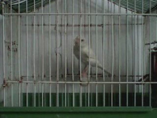 Jeune Canaris Blanc Dominant 2009 ultra_chardo