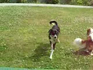 ALTO ET BISCOTTE 4 ET 5 JUILLET 2009