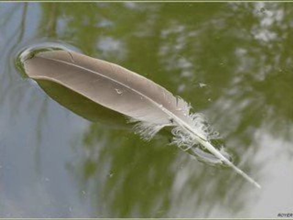 plume...au...vent