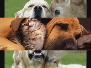 LES ANIMAUX ONT DE L'HUMOUR