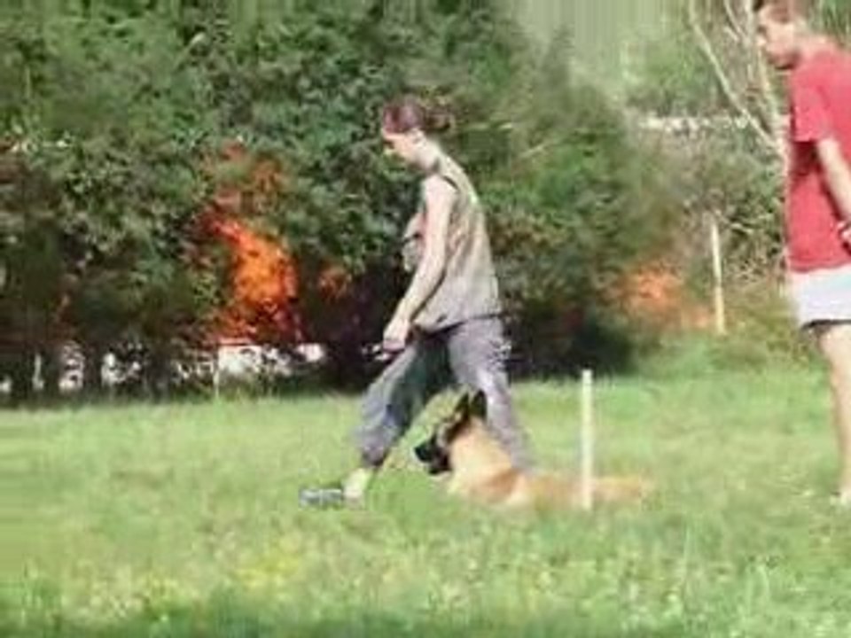 obé et mordant Diuke 11 mois