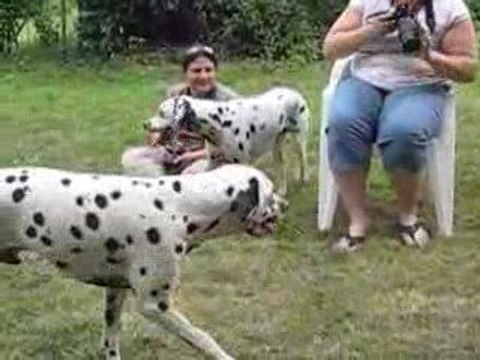 jeu de dalmatiens