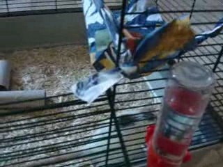 integration bébés et Macqueen 2