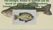 Live Bait Bass Fishing: Catch Trophy Largemouth Bass With Bl