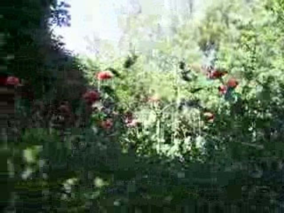 Coquelicots