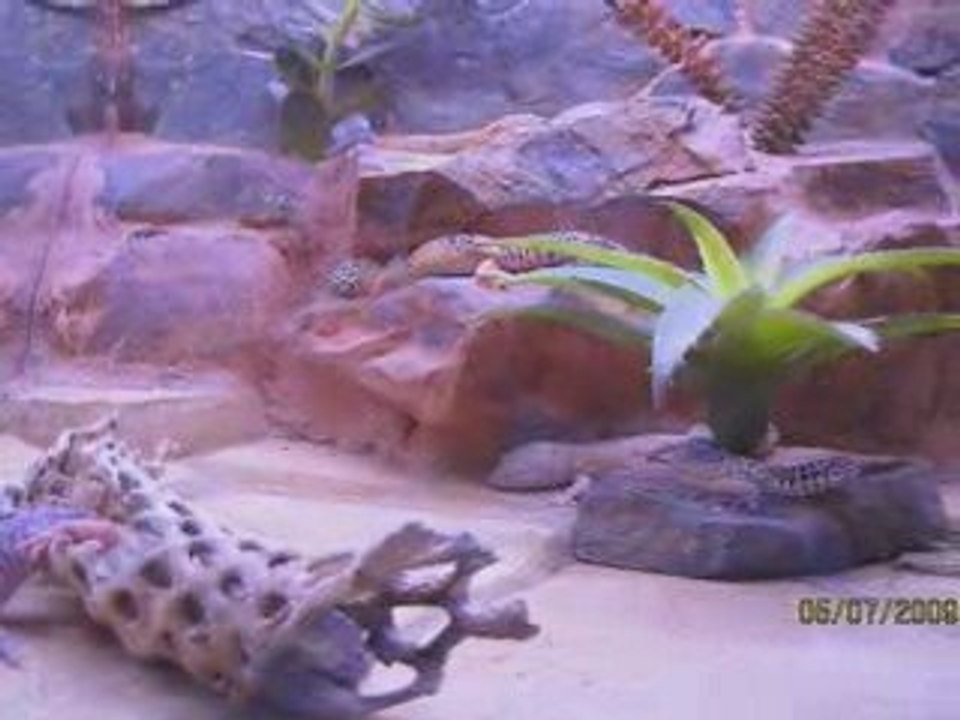 reptilarium