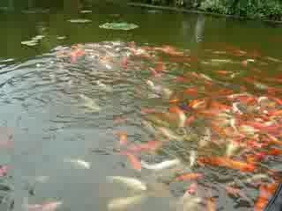 koi