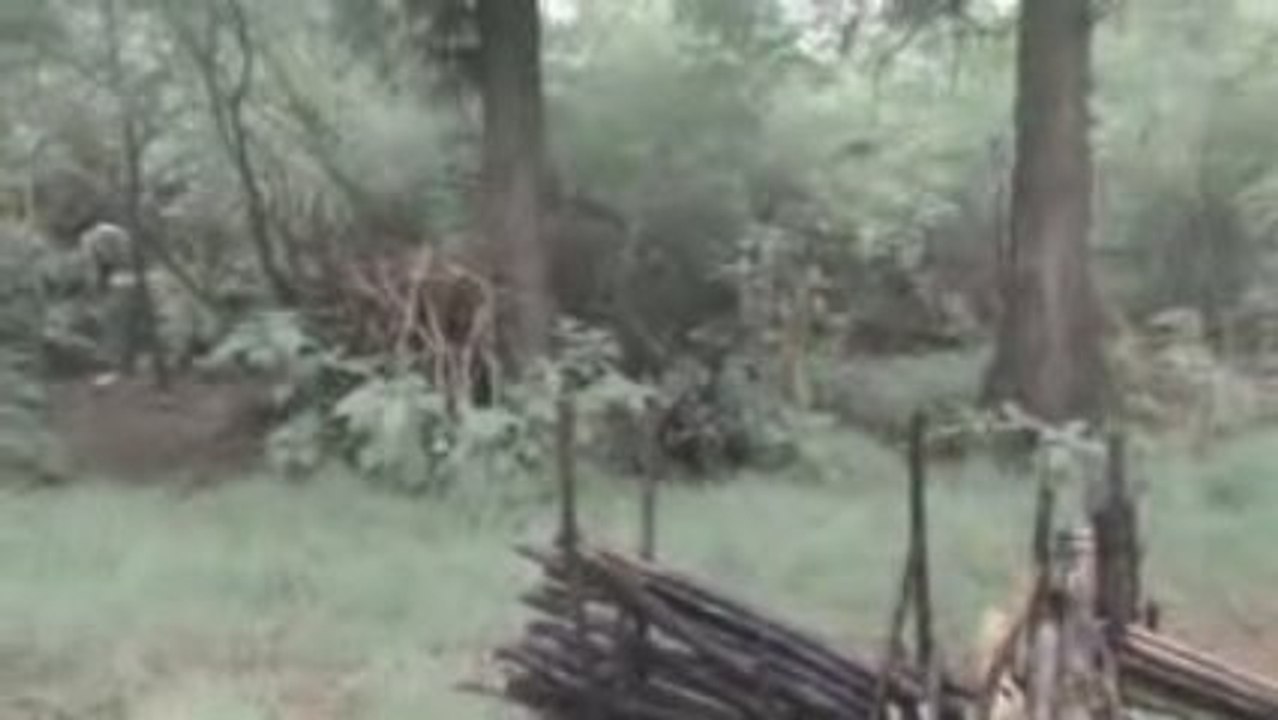 Paintball dans les Hauts du Sud ! (Réunion 974)