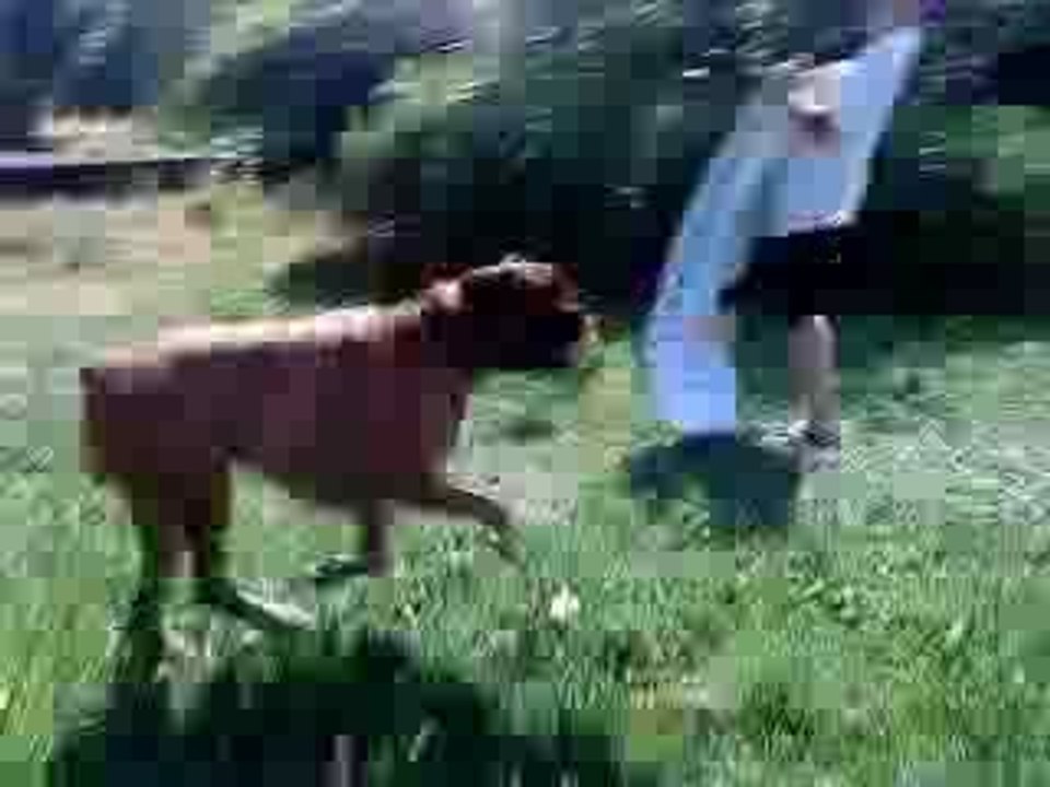 Moi qui court aprés mon chien