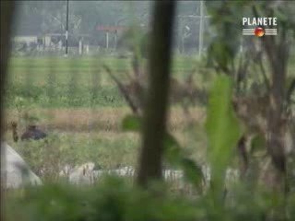 Planète - L'incroyable Catastrophe 3-3
